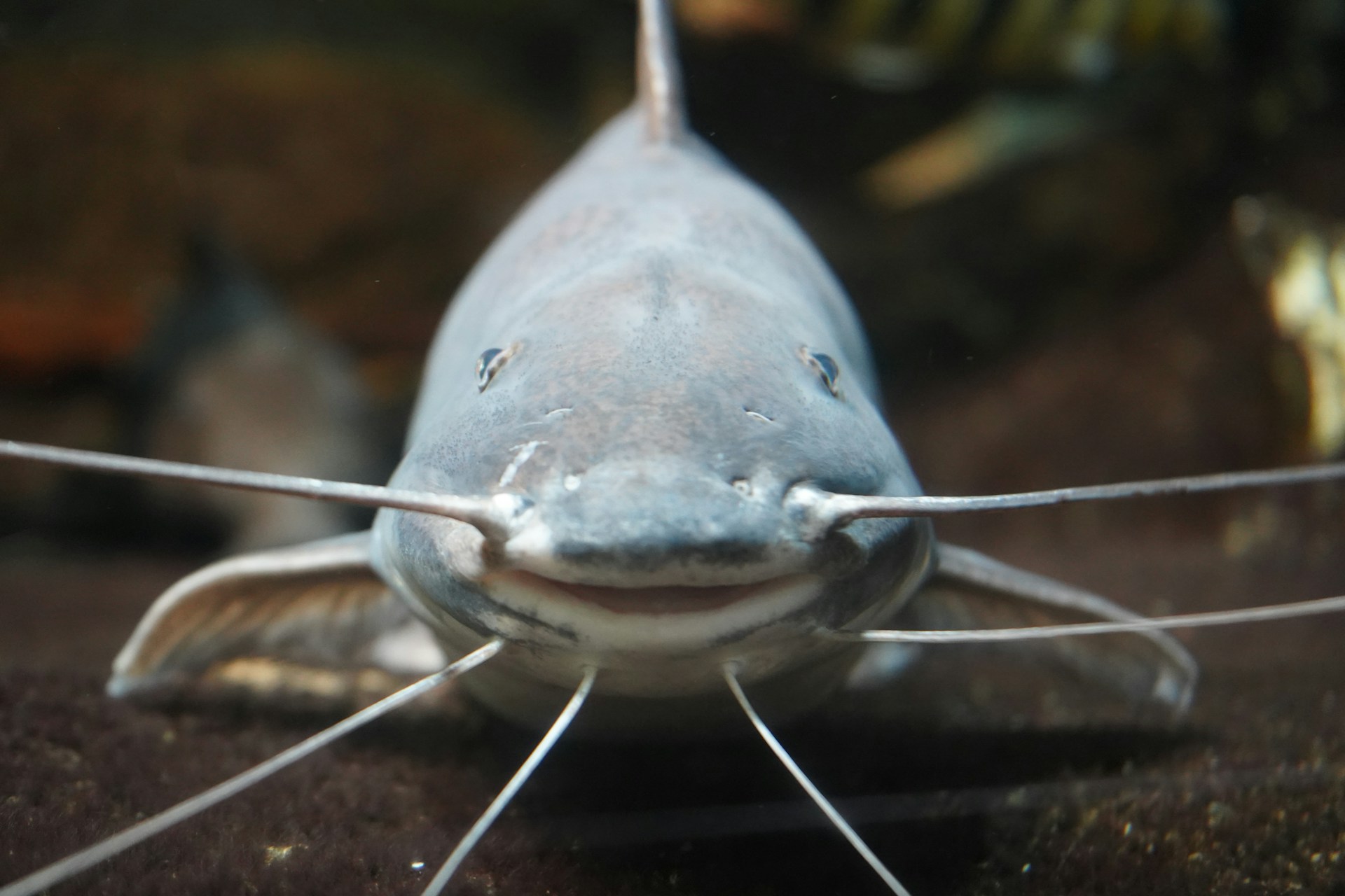 Image of a catfish in water. Aquaculture 